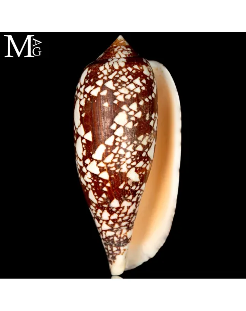 Conus Aulicus f. Propenudus - CAP-01